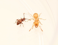 Pselaphinae