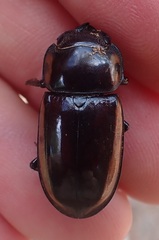 Prosopocoilus