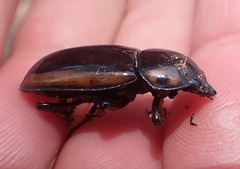 Prosopocoilus