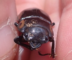 Prosopocoilus