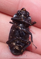 Prosopocoilus