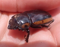 Prosopocoilus