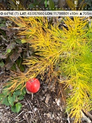 Asparagus tenuifolius