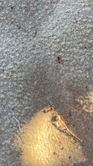 Pogonomyrmex californicus