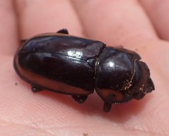 Prosopocoilus
