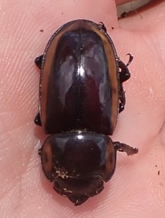 Prosopocoilus