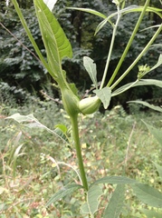 Neolasioptera incisa