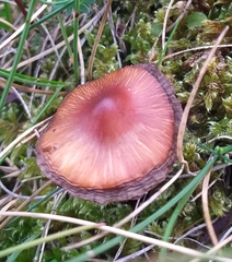 Hygrocybe acutoconica