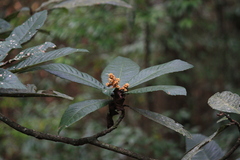 Eriobotrya japonica