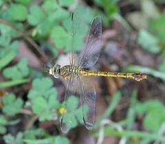 Crenigomphus hartmanni