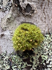 Ulota crispa