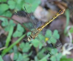 Crenigomphus hartmanni
