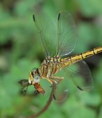 Crenigomphus hartmanni