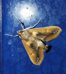 Diaphania