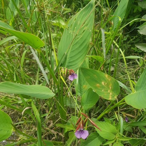 Thalia geniculata image