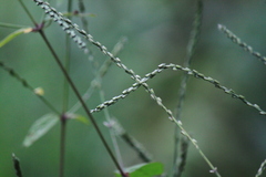 Achyranthes bidentata