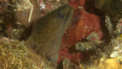 Gymnothorax javanicus