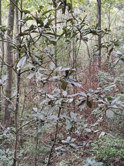 Eriobotrya japonica