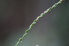 Achyranthes bidentata