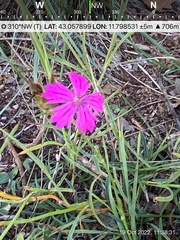 Dianthus balbisii