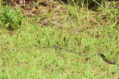 Coluber constrictor paludicola