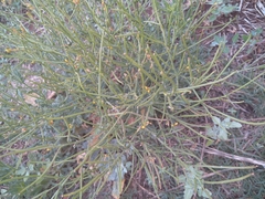Erucastrum austroafricanum