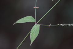 Achyranthes bidentata