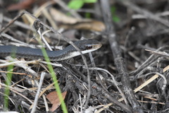Coluber constrictor paludicola