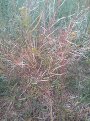 Erucastrum austroafricanum