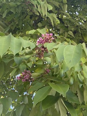 Averrhoa carambola