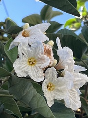 Cordia boissieri