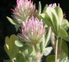 Trifolium hirtum