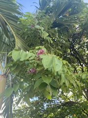 Averrhoa carambola