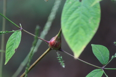 Achyranthes bidentata