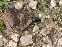 Chrysolina haemoptera