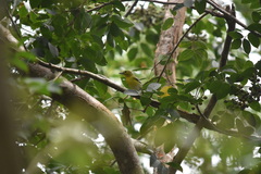 Vireo flavifrons