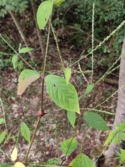 Achyranthes bidentata