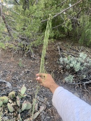 Boechera retrofracta