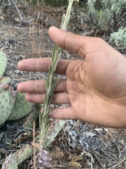 Boechera retrofracta