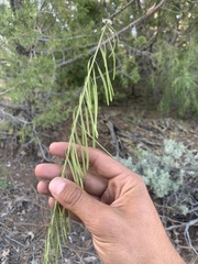 Boechera retrofracta