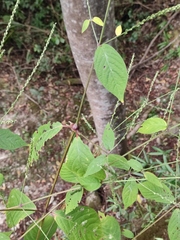 Achyranthes bidentata