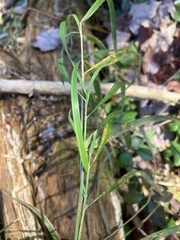Muhlenbergia mexicana