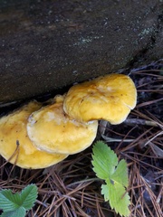 Crepidotaceae