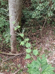 Urtica fissa