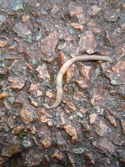 Oligochaeta