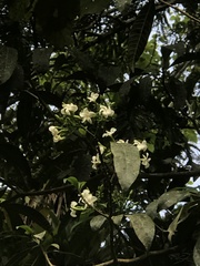 Tabernaemontana catharinensis