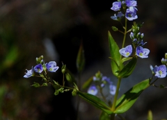 Veronica anagallis-aquatica