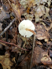 Lepiota neophana
