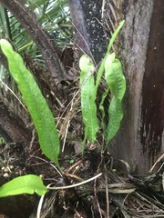 Microgramma squamulosa