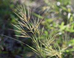 Aristida desmantha